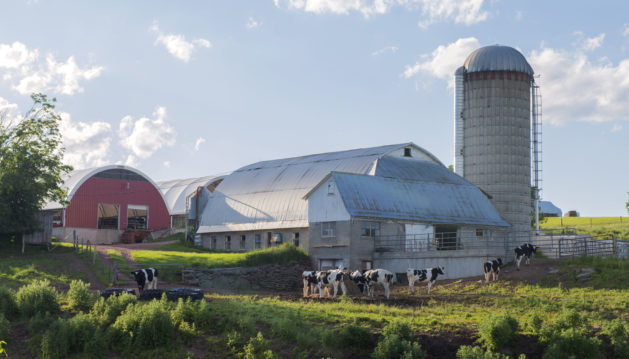 Dairy farm in upstate New York. Cows graze in the late afternoon.